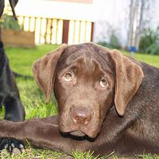 Labrador retriever Charlie