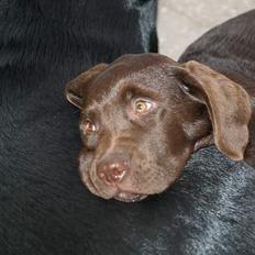 Labrador retriever Charlie