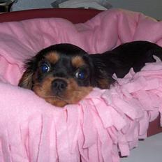 Cavalier king charles spaniel Trunte