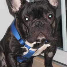Fransk bulldog Anton - Bor hos far nu