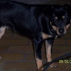 Blanding af racer Bandit