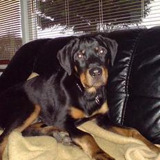 Rottweiler Tyson .. R.I.P