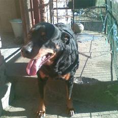 Rottweiler molly