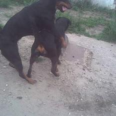 Rottweiler molly