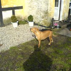 Amerikansk staffordshire terrier trunte