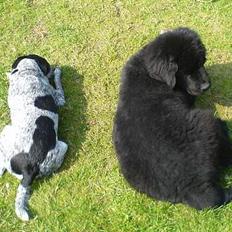 Newfoundlænder Bamse