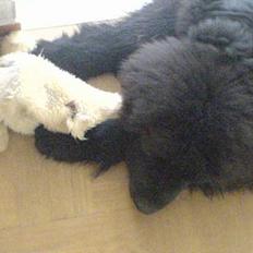 Newfoundlænder Bamse