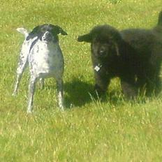 Newfoundlænder Bamse