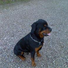 Rottweiler thor