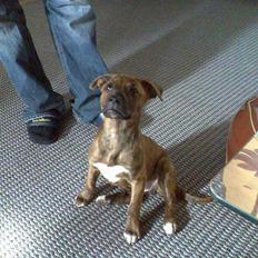 Blanding af racer Chili