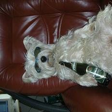 West highland white terrier tutsi