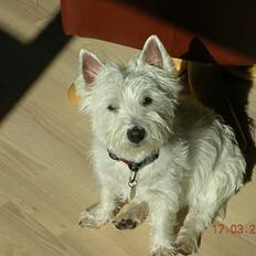 West highland white terrier tutsi