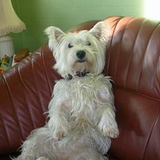 West highland white terrier tutsi