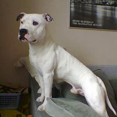 Amerikansk staffordshire terrier Bobby