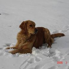 Golden retriever Ballou