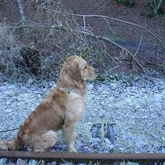 Golden retriever Ballou