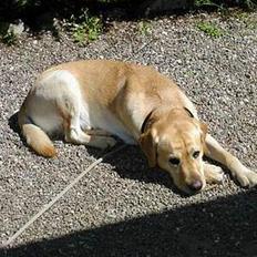 Labrador retriever futte (død)