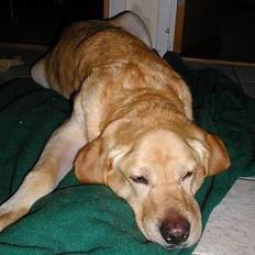 Labrador retriever futte (død)