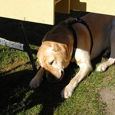 Labrador retriever futte (død)