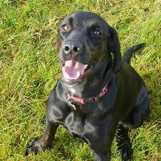 Blanding af racer Zita   (desværre død)