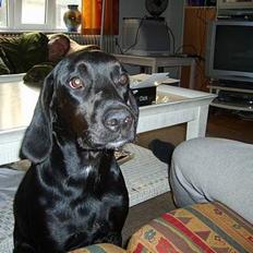 Blanding af racer Zita   (desværre død)