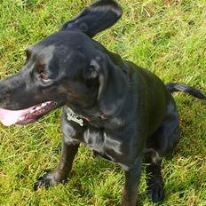 Blanding af racer Zita   (desværre død)