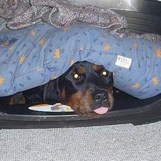 Blanding af racer Sussie R.I.P. 