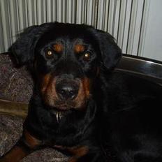 Blanding af racer Sussie R.I.P. 