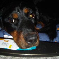 Blanding af racer Sussie R.I.P. 