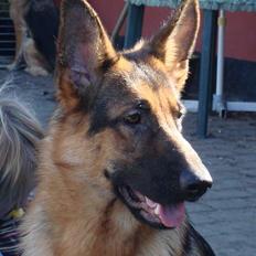 Schæferhund Sonto´s Oline