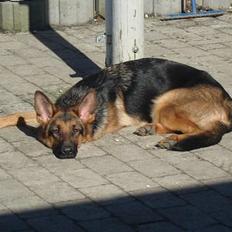 Schæferhund Sonto´s Oline