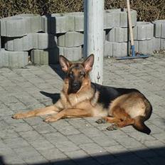 Schæferhund Sonto´s Oline
