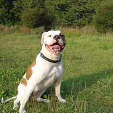 Amerikansk bulldog Jolli