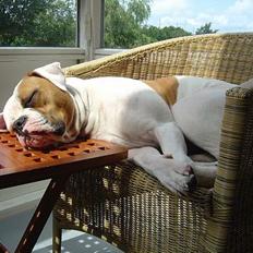 Amerikansk bulldog Jolli