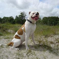 Amerikansk bulldog Jolli