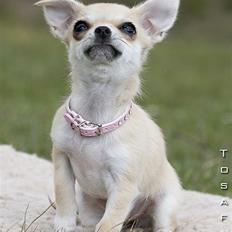 Chihuahua *Honey-Pie <3*