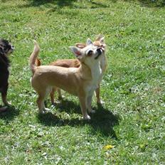 Chihuahua *Honey-Pie <3*