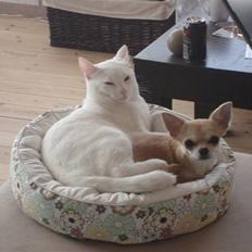 Chihuahua *Honey-Pie <3*