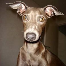 Italiensk mynde charlie