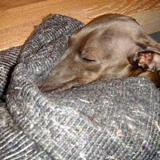 Italiensk mynde charlie