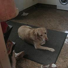 Labrador retriever Bailey <3 ¤ANÉE'S¤