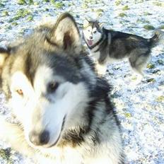 Alaskan malamute Kia