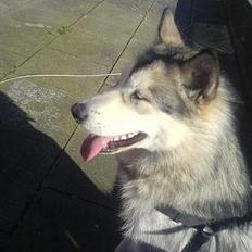 Alaskan malamute Kia