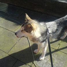 Alaskan malamute Kia