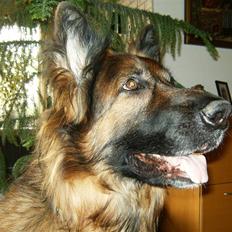 Schæferhund Chijas' Turbo