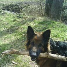 Schæferhund Chijas' Turbo