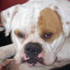 Amerikansk bulldog Fidel Castro 