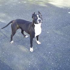 Amerikansk staffordshire terrier Malou