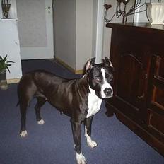 Amerikansk staffordshire terrier Malou