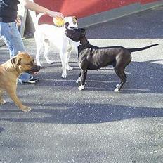 Amerikansk staffordshire terrier Malou